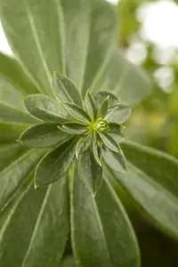 Galium odoratum - Sweet Woodruff 11 cm Prem (4.5") - image 2