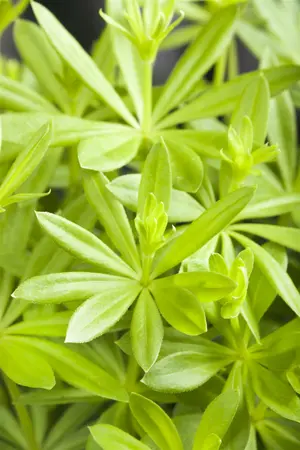 Galium odoratum - Sweet Woodruff 11 cm Prem (4.5") - image 5