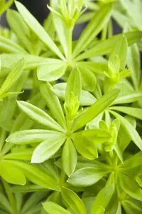 Galium odoratum - Sweet Woodruff 11 cm Prem (4.5") - image 5