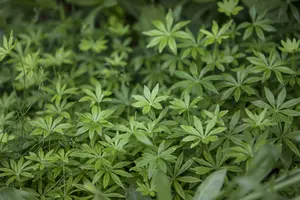 Galium odoratum - Sweet Woodruff 11 cm Prem (4.5") - image 4