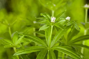 Galium odoratum - Sweet Woodruff 11 cm Prem (4.5") - image 6