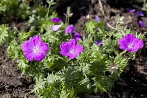 Geranium sang. - Bloody Cranesbill 1 gal - image 5