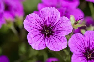 Geranium sang. - Bloody Cranesbill 1 gal - image 2