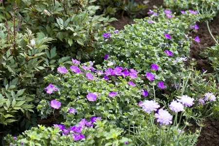 Geranium sang. - Bloody Cranesbill 1 gal - image 3