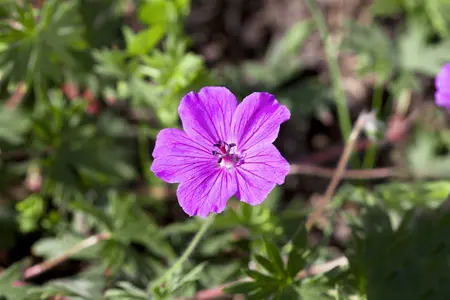 Geranium sang. - Bloody Cranesbill 1 gal - image 4