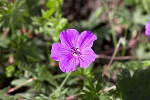 Geranium sang. - Bloody Cranesbill 1 gal - image 4