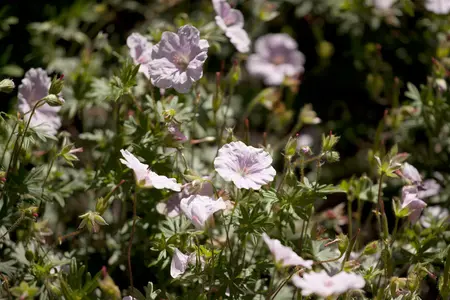 Geranium sang. - Bloody Cranesbill 1 gal - image 5