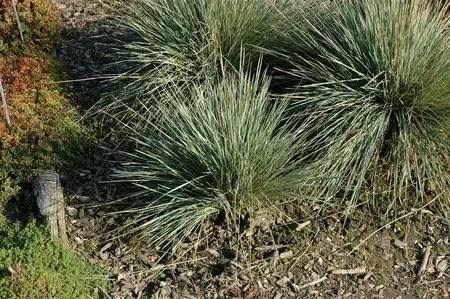 Helictotrichon 'Saphirsprudel' - Blue Oat Grass 1 gal outdoor - image 2
