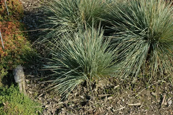 Helictotrichon 'Saphirsprudel' - Blue Oat Grass 1 gal outdoor - image 2