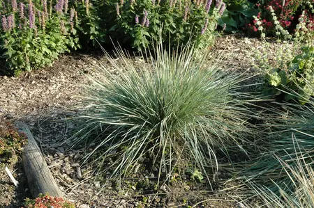 Helictotrichon 'Saphirsprudel' - Blue Oat Grass 1 gal outdoor - image 3