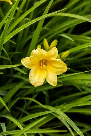 Hemerocallis - 'Happy Returns' Daylily [Yl] 1 gal outdoor - image 2