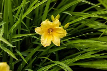 Hemerocallis - 'Happy Returns' Daylily [Yl] 1 gal outdoor - image 1