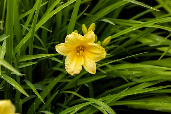 Hemerocallis - 'Happy Returns' Daylily [Yl] 1 gal outdoor - image 1