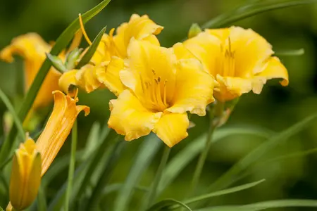 Hemerocallis - 'Stella de Oro' Daylily [Yl] 1 gal - image 1