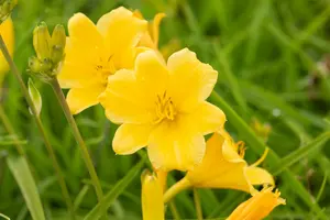 Hemerocallis - 'Stella de Oro' Daylily [Yl] 1 gal - image 2
