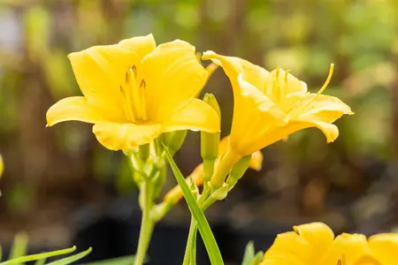 Hemerocallis - 'Stella de Oro' Daylily [Yl] 1 gal - image 3