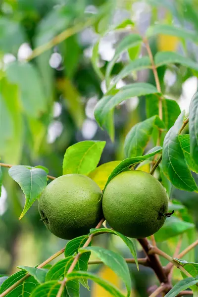 Juglans nigra - Black Walnut 5 gal - image 2