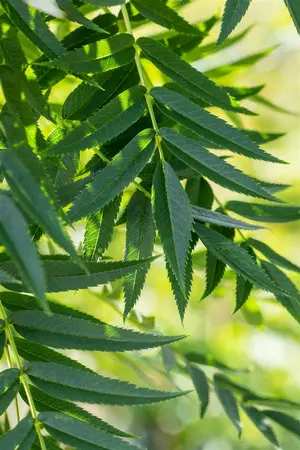 Juglans nigra - Black Walnut 5 gal - image 1