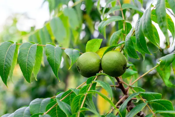 Juglans nigra - Black Walnut 5 gal - image 3