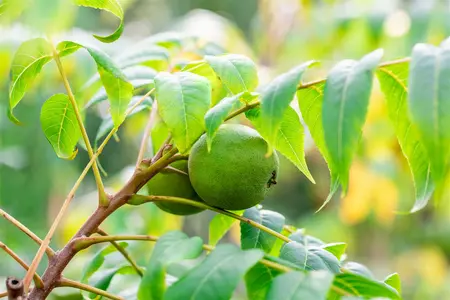 Juglans nigra - Black Walnut 5 gal - image 4