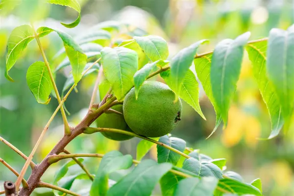Juglans nigra - Black Walnut 5 gal - image 4