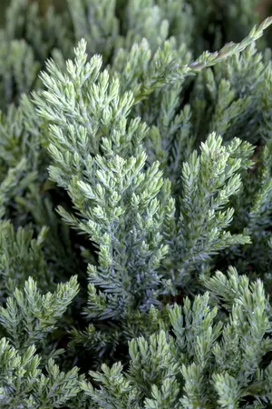 Juniperus hor. - 'Blue Chip' 2 gal - image 2