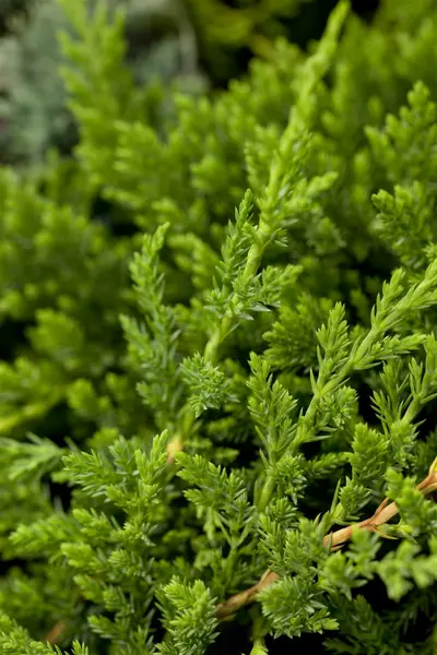 Juniperus hor. - 'Prince of Wales' 2 gal