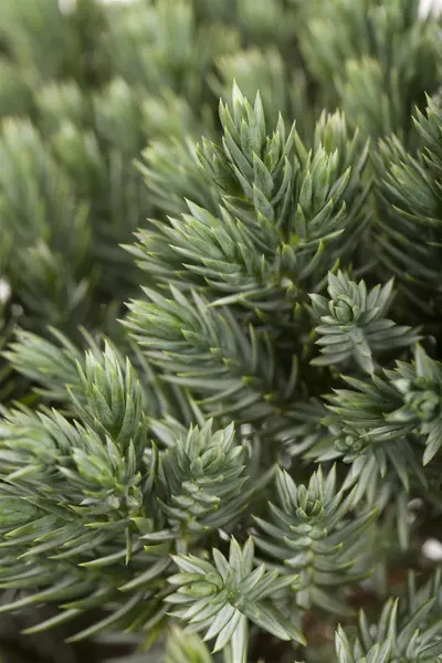 Juniperus squam. - 'Blue Star' 2 gal