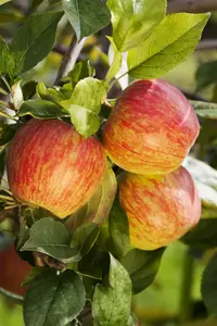 Malus - 'Honeycrisp' Apple 7 gal - image 5