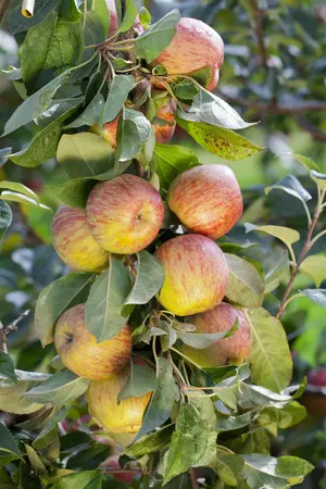Malus - 'Honeycrisp' Apple 7 gal - image 2