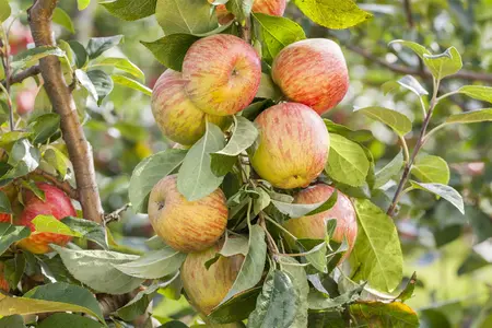 Malus - 'Honeycrisp' Apple 7 gal - image 3