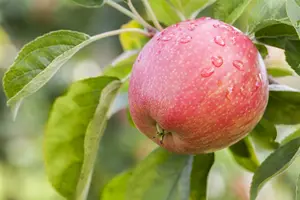 Malus - 'Honeycrisp' Apple 7 gal - image 4