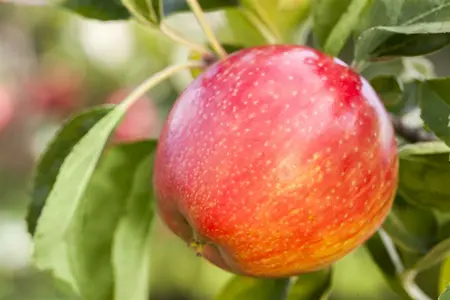 Malus - 'Honeycrisp' Apple 7 gal - image 5
