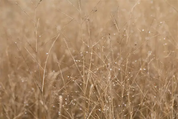 Panicum virgatum - 'Heavy Metal' Switch Grass 1 gal outdoor