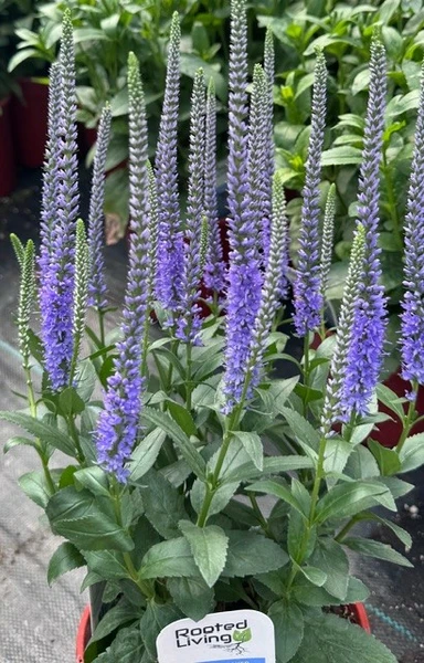 Perennials - Greenhouse