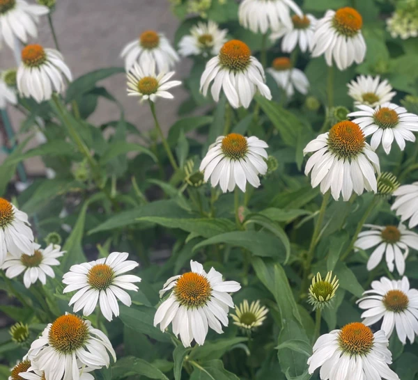 Perennials - Outdoor