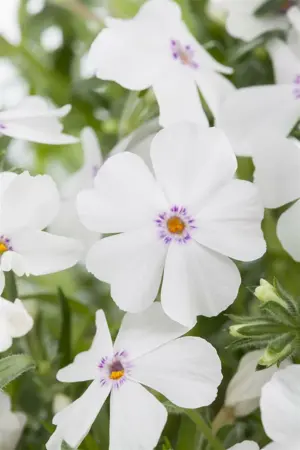 Phlox sub. - 'White Delight' Moss Phlox  1 gal - image 3