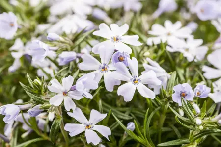Phlox sub. - 'White Delight' Moss Phlox  1 gal - image 2