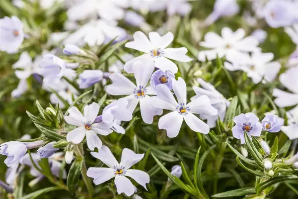 Phlox sub. - 'White Delight' Moss Phlox  1 gal - image 2