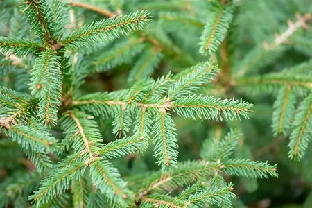 Picea abies 'Ohlendorffii' - Norway Spruce 2 gal - image 1