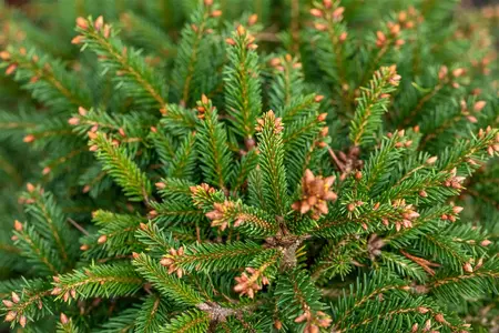 Picea abies 'Ohlendorffii' - Norway Spruce 2 gal - image 2