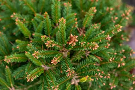 Picea abies 'Ohlendorffii' - Norway Spruce 2 gal - image 3