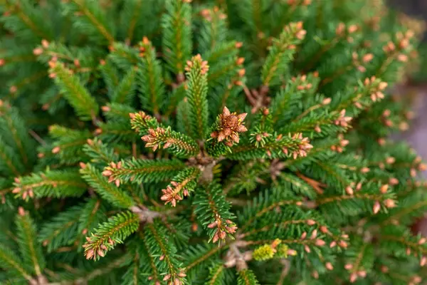 Picea abies 'Ohlendorffii' - Norway Spruce 2 gal - image 3