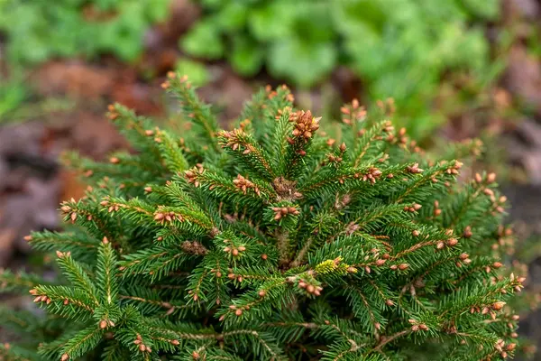 Picea abies 'Ohlendorffii' - Norway Spruce 2 gal - image 4