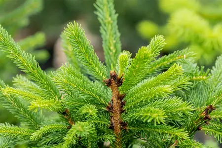 Picea abies 'Ohlendorffii' - Norway Spruce 2 gal - image 5