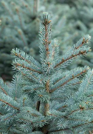 Picea pungens - 'Fat Albert' Spruce 150cm bb / 5' - image 3