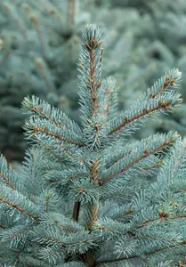 Picea pungens - 'Fat Albert' Spruce 150cm bb / 5' - image 3