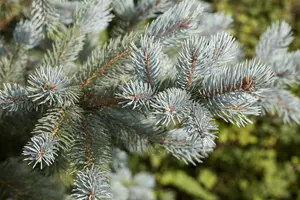 Picea pungens - 'Fat Albert' Spruce 150cm bb / 5' - image 1
