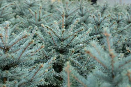 Picea pungens - 'Fat Albert' Spruce 150cm bb / 5' - image 2