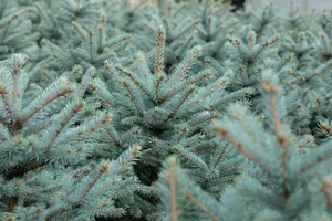 Picea pungens - 'Fat Albert' Spruce 150cm bb / 5' - image 2